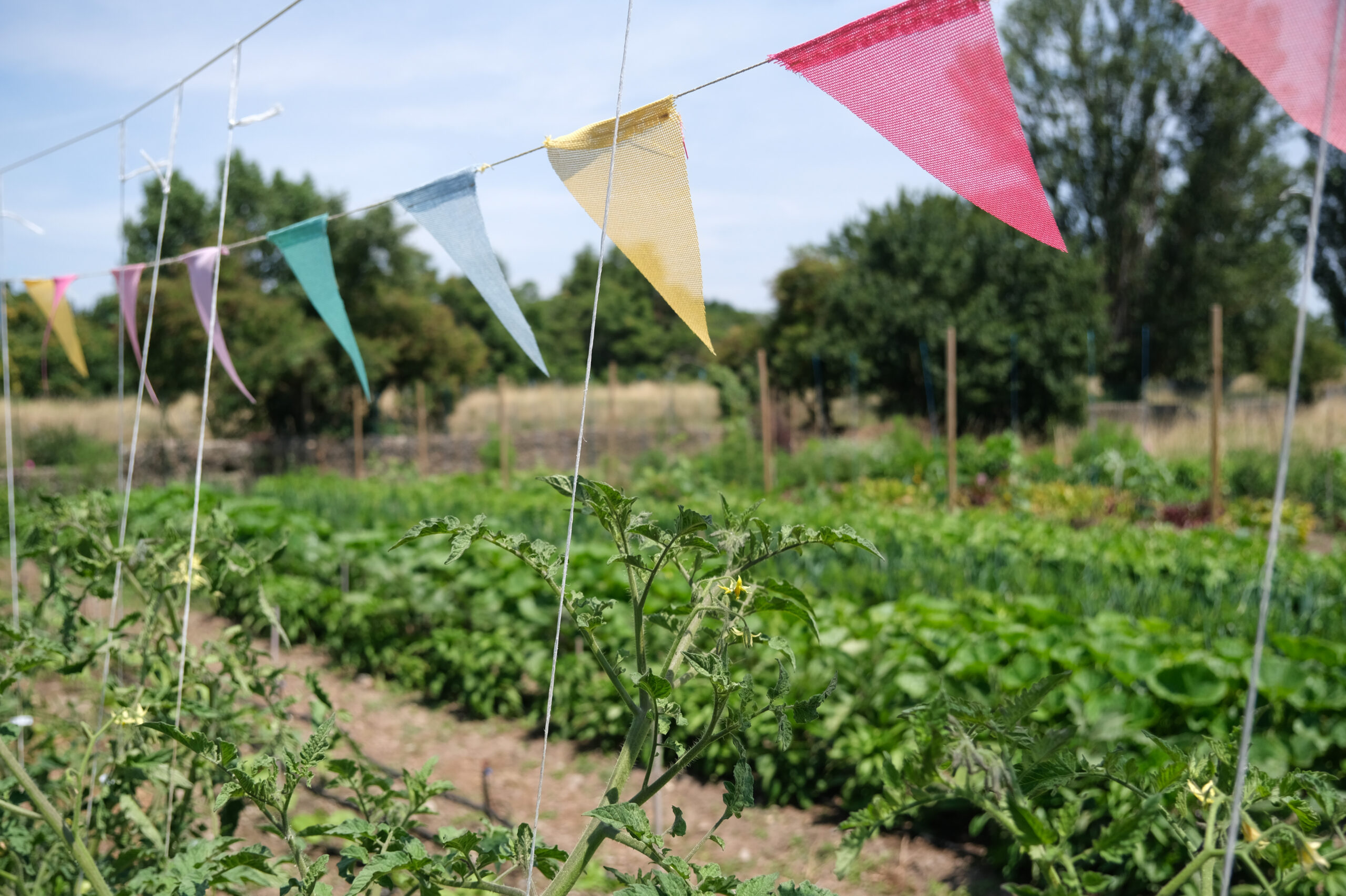 vue de plusieurs plants d'un jardin