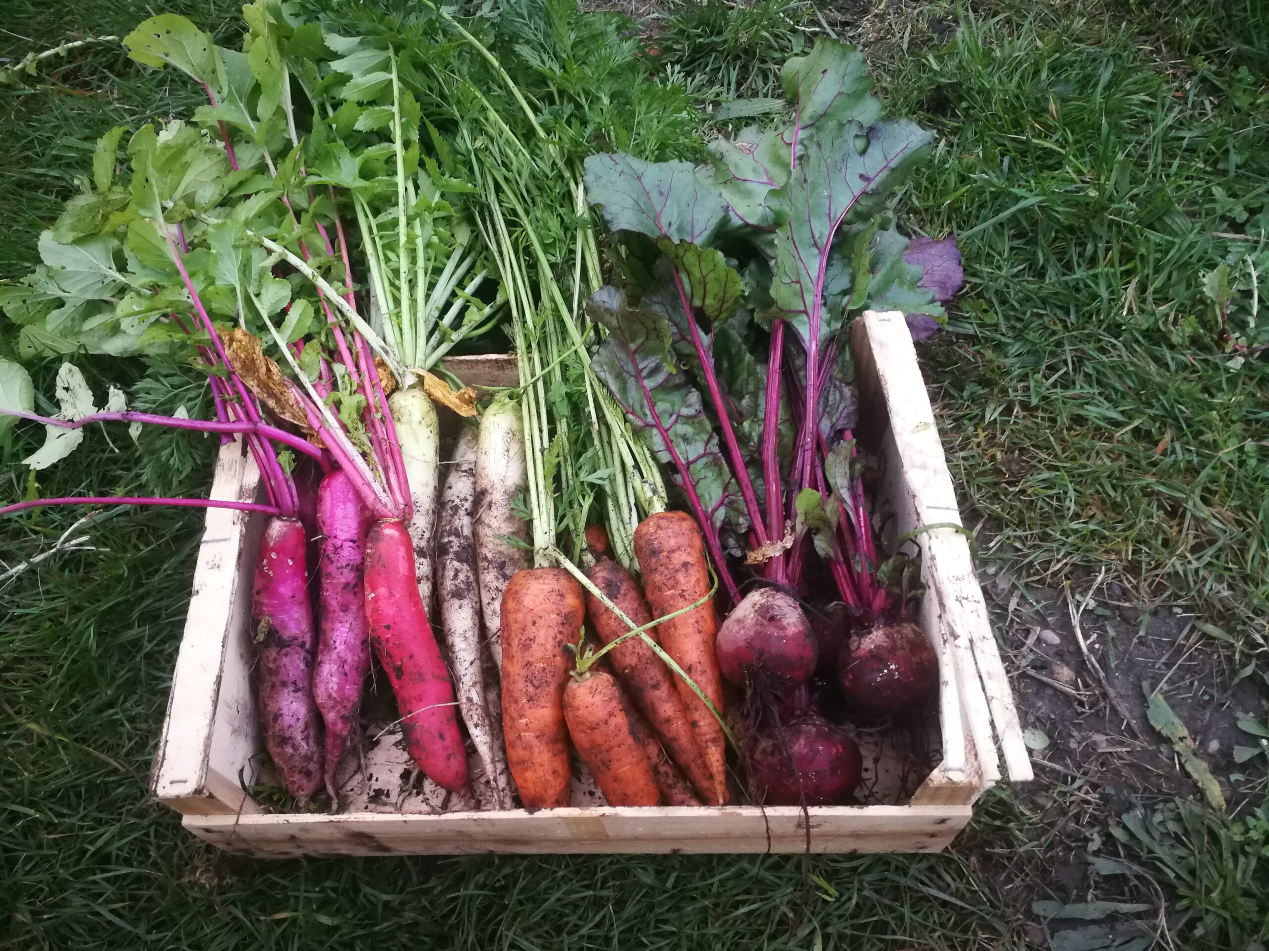 panier de légumes